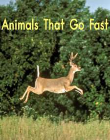 Animals That Go Fast跑得很快的动物